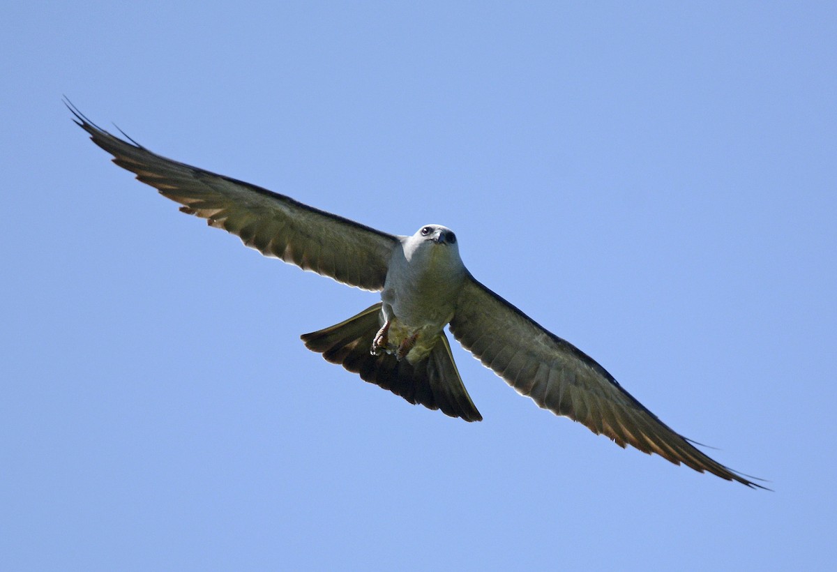 Mississippi Kite - Patrick  Leary