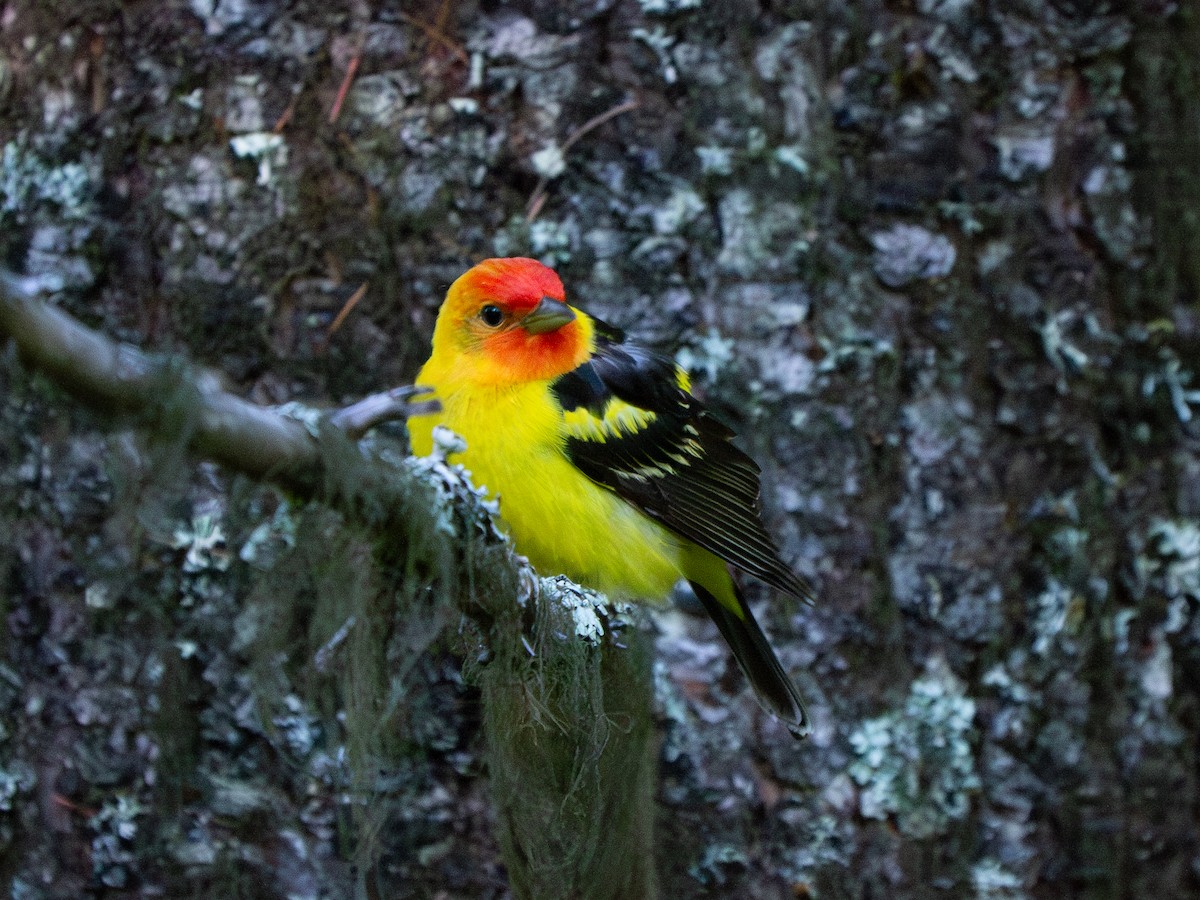 Western Tanager - Christopher Eliot