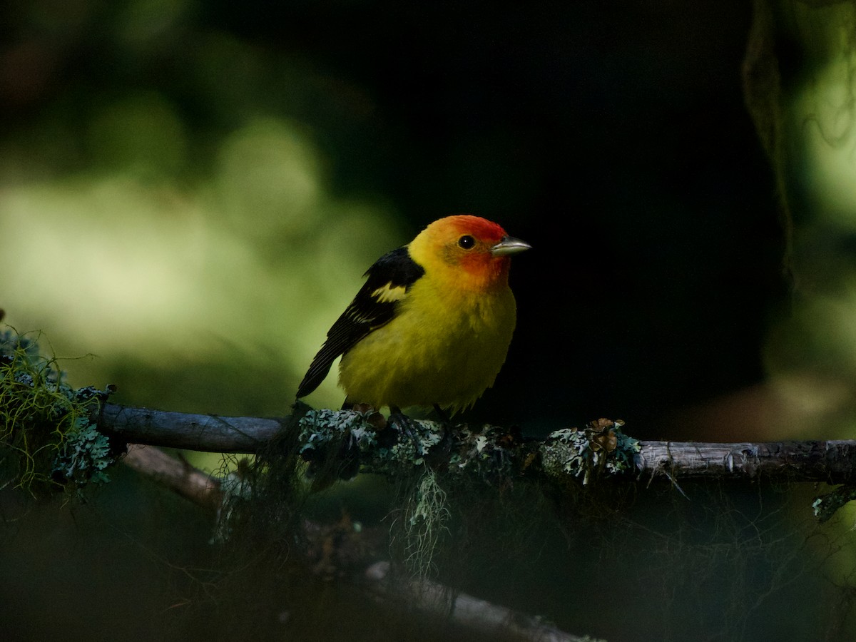 Western Tanager - Christopher Eliot