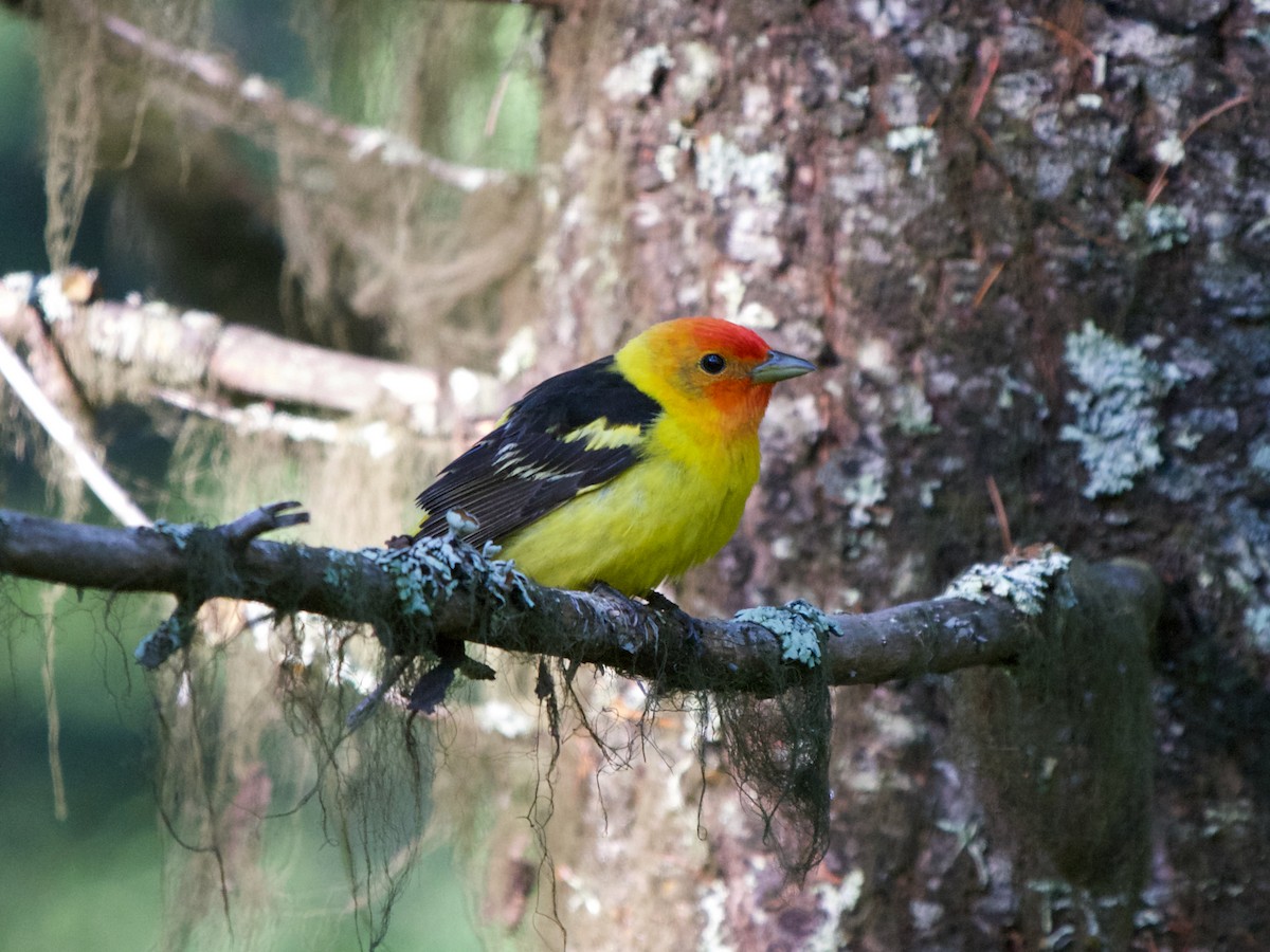 Piranga à tête rouge - ML619131687