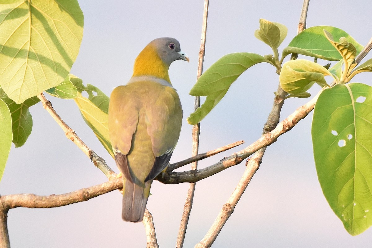 Yellow-footed Green-Pigeon - ML619131689