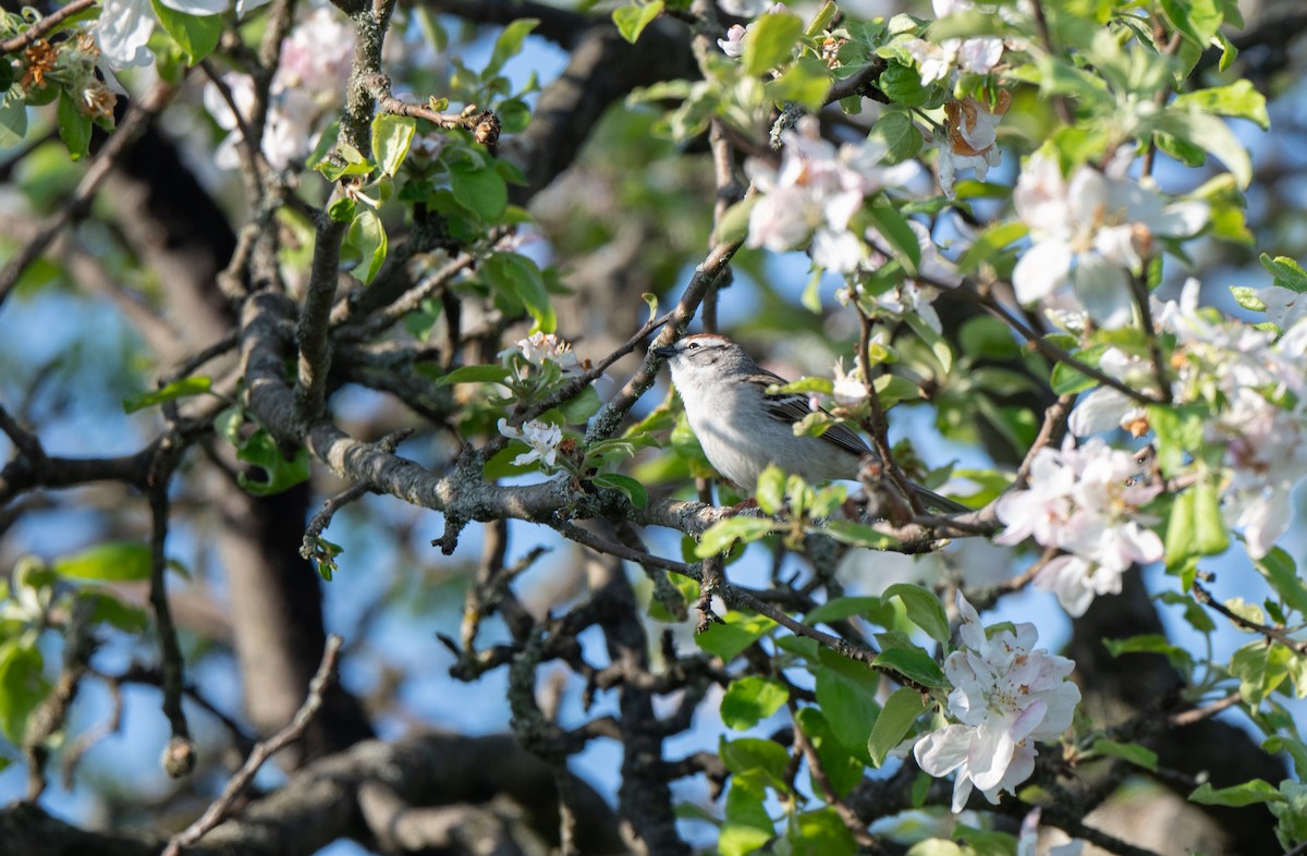 Chipping Sparrow - Marilyn White