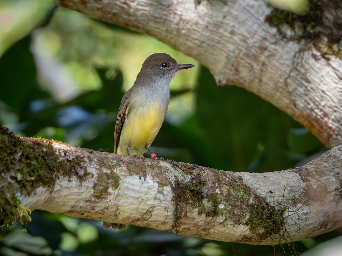 Short-crested Flycatcher - Vitor Rolf Laubé