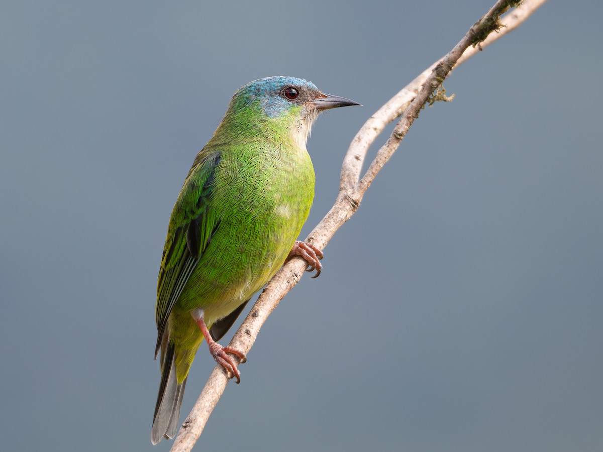 Blue Dacnis - Vitor Rolf Laubé