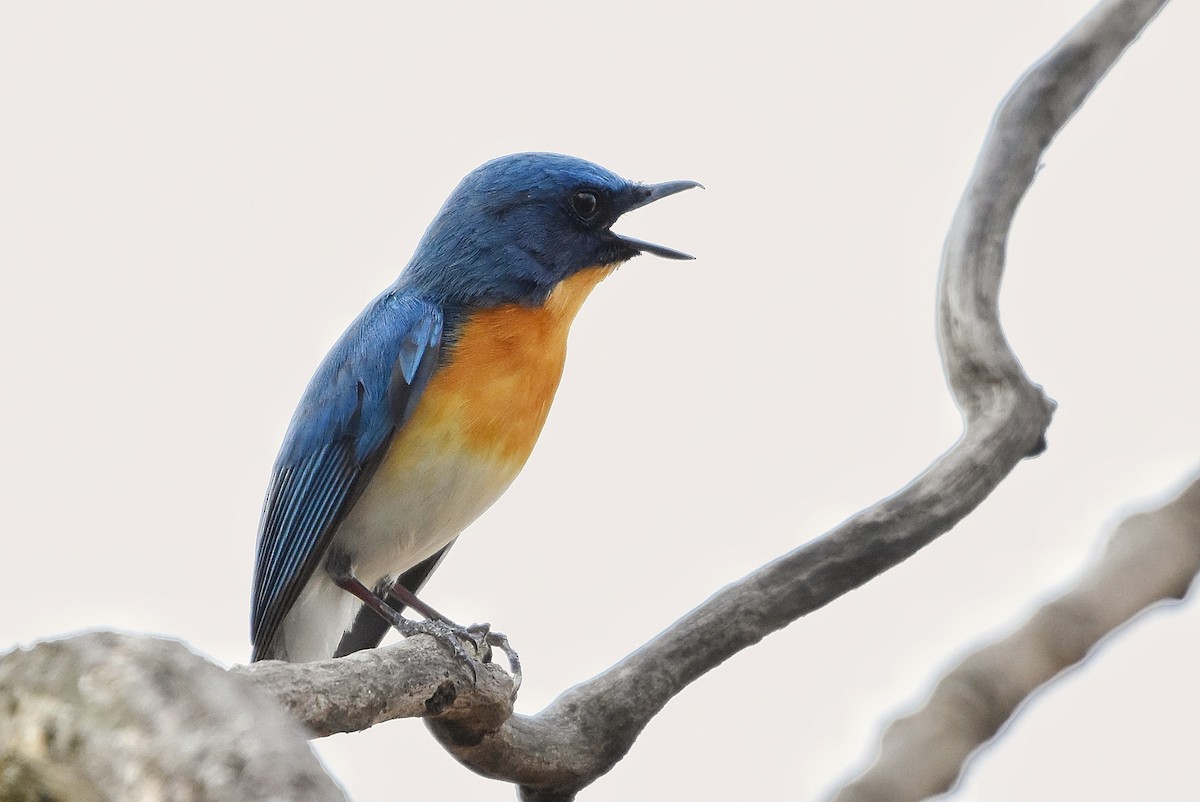 Tickell's Blue Flycatcher - ML619131725