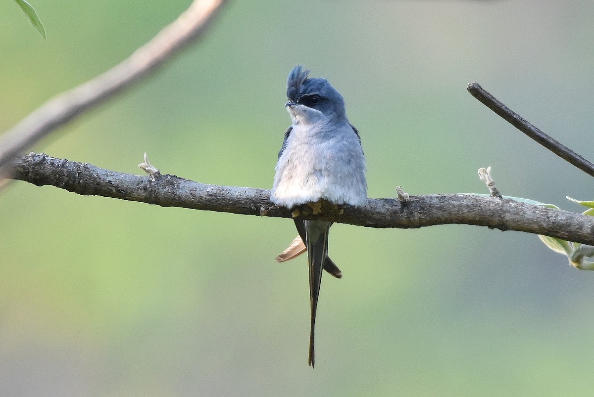 Crested Treeswift - Tejas Natu