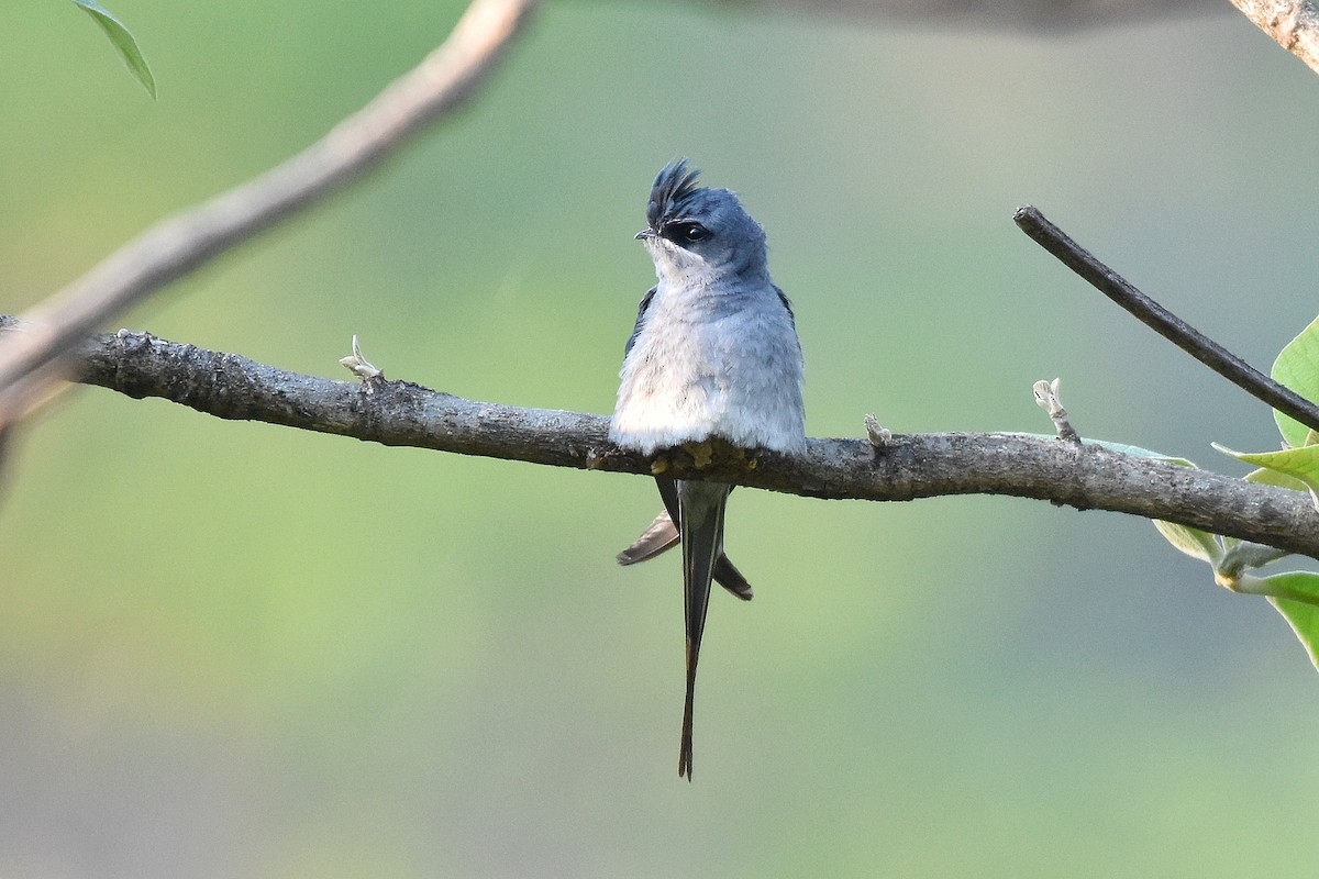 Crested Treeswift - Tejas Natu