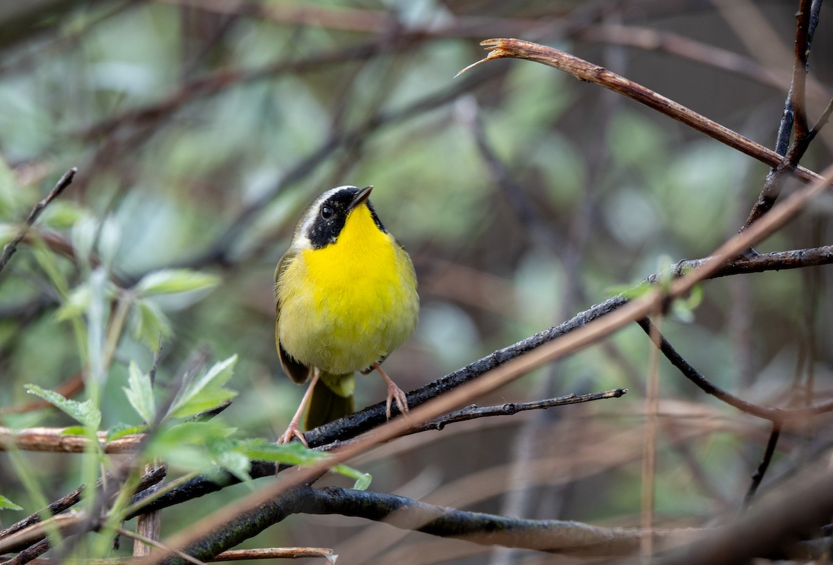 Common Yellowthroat - ML619131773