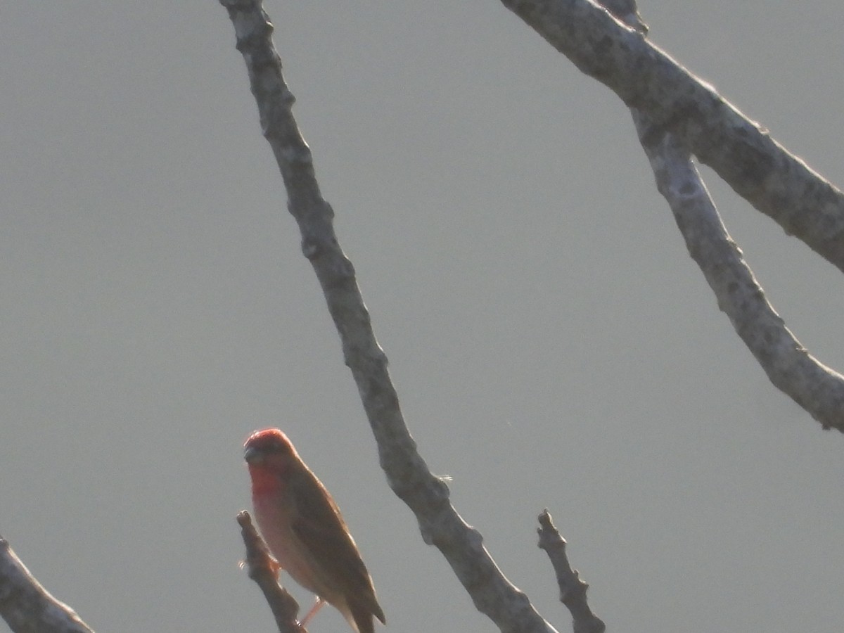 Common Rosefinch - Krishnamoorthy Raju