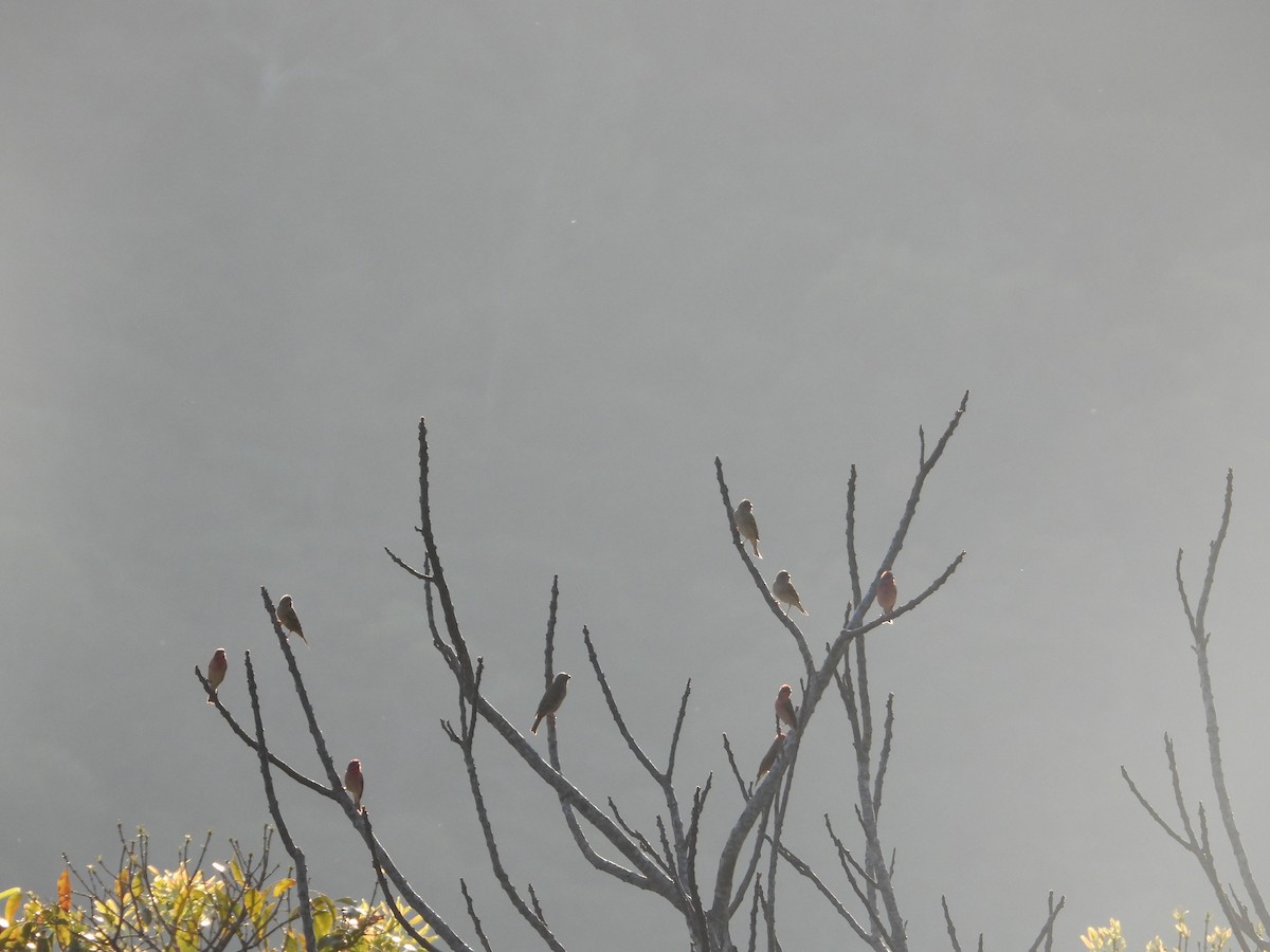 Common Rosefinch - Krishnamoorthy Raju