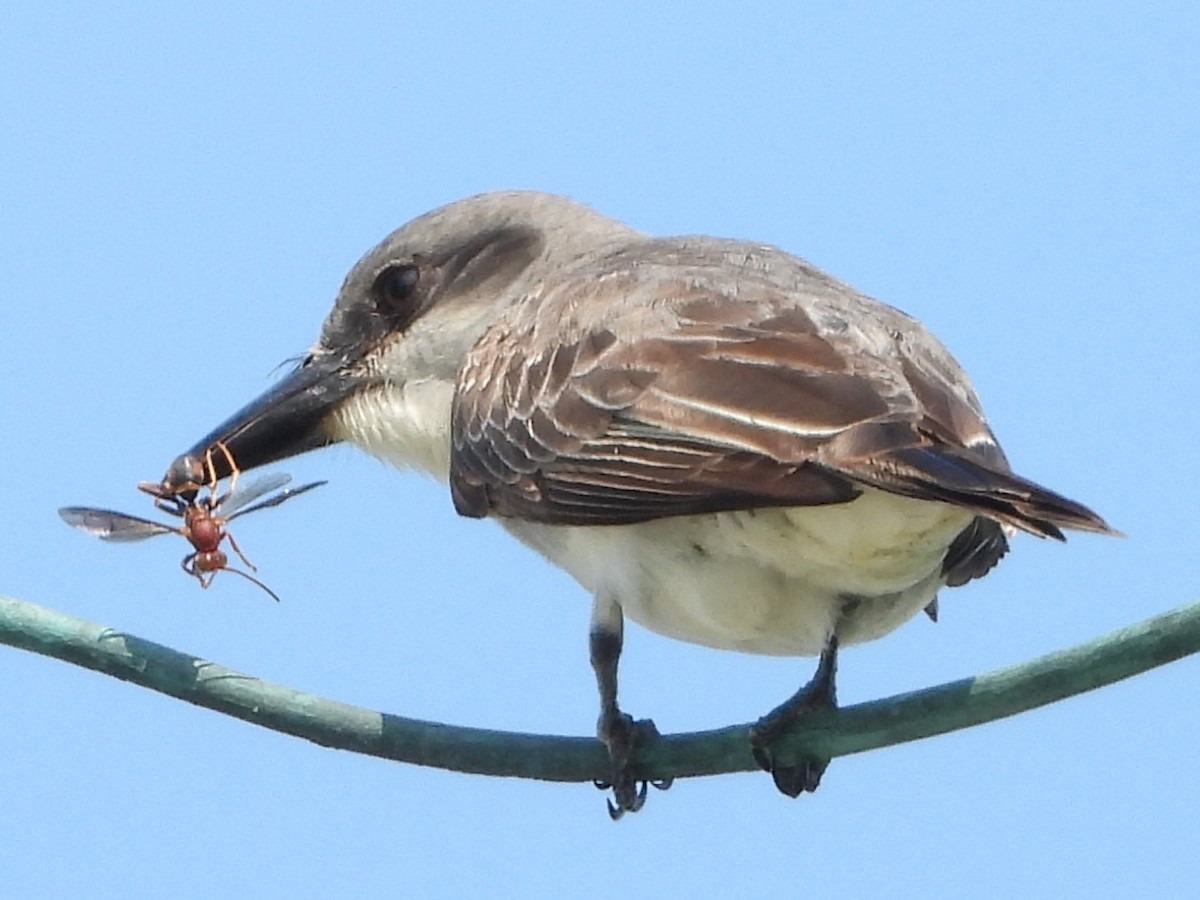 Gray Kingbird - Vickie Amburgey