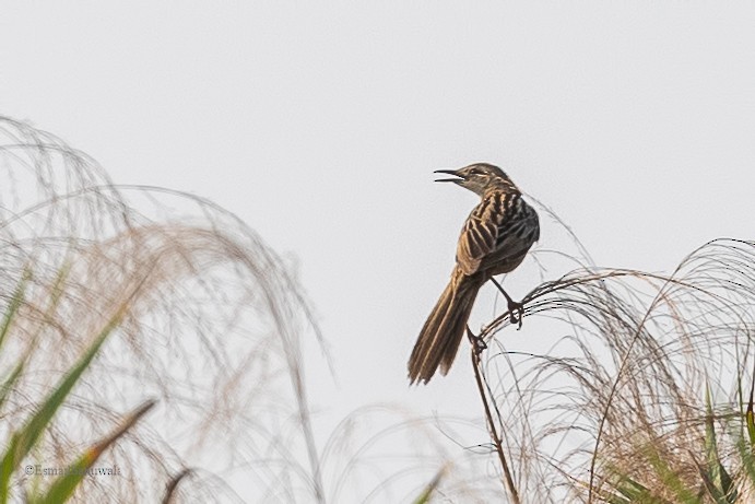 Striated Grassbird - Esmail Samiwala