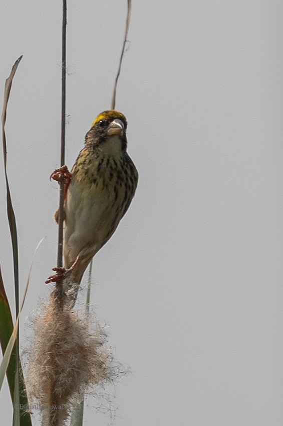 Streaked Weaver - Esmail Samiwala