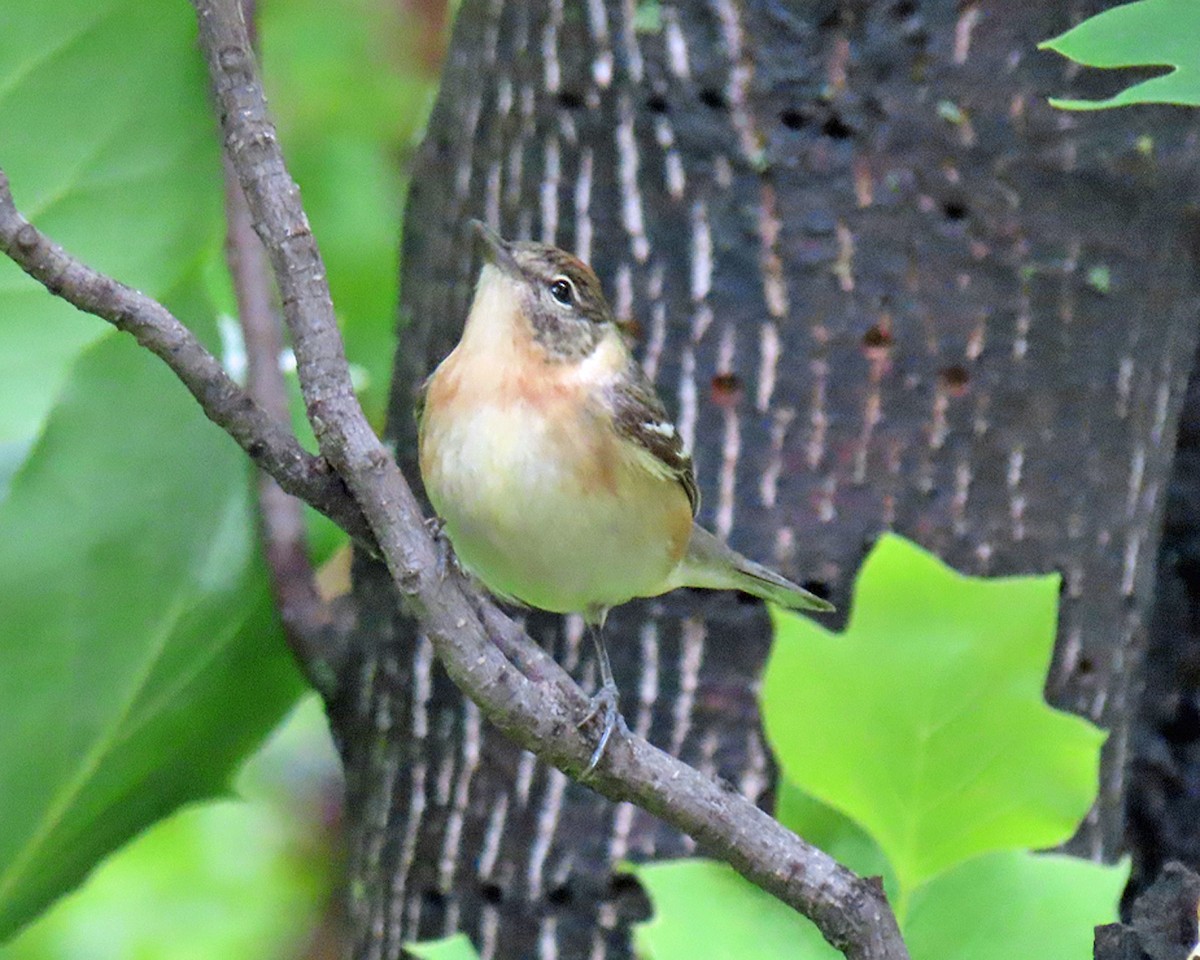 Bay-breasted Warbler - ML619131912