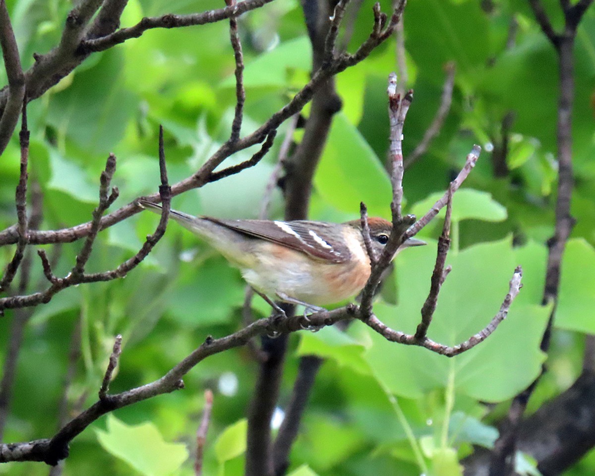 Bay-breasted Warbler - ML619131913
