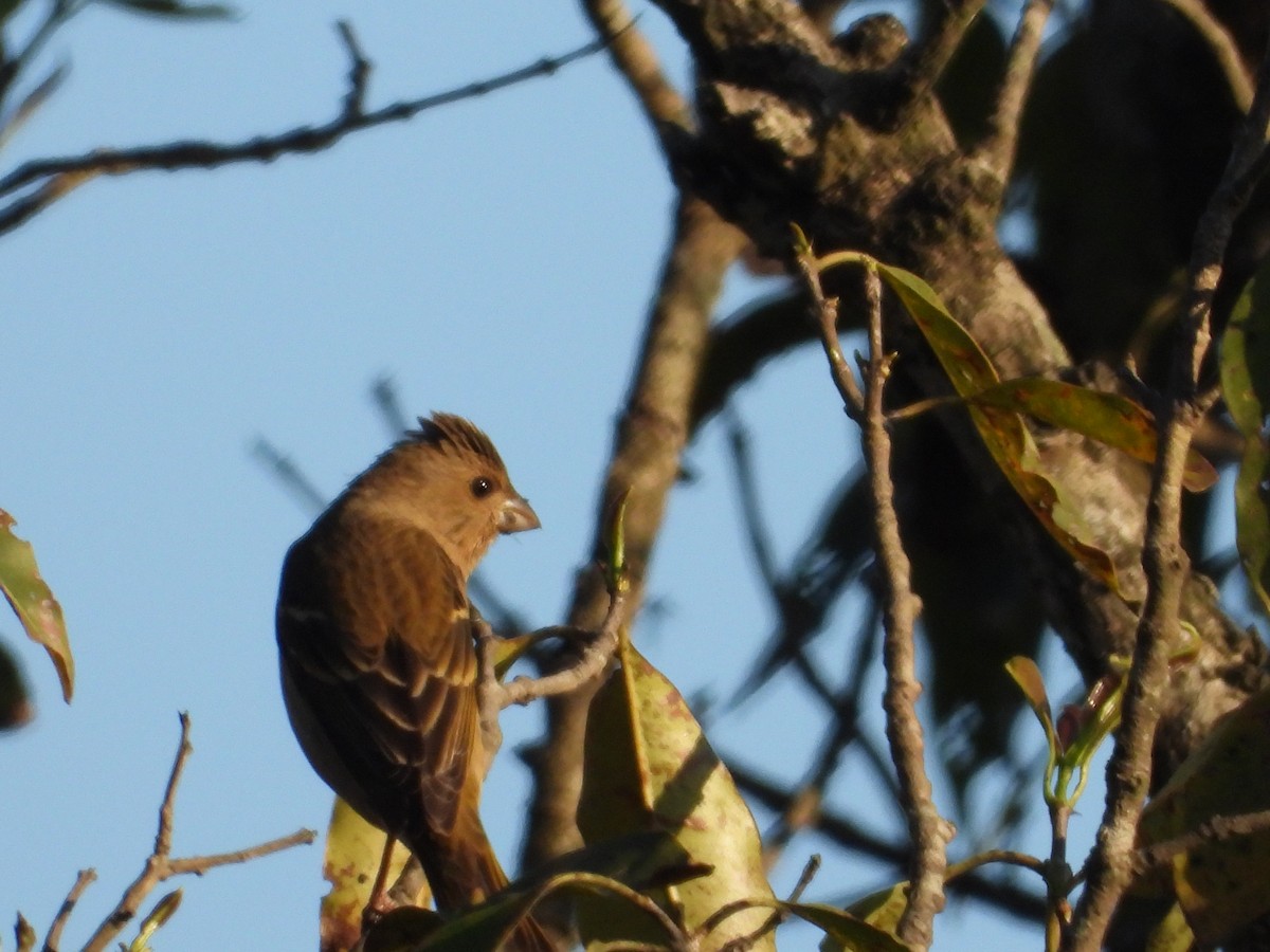 Common Rosefinch - Krishnamoorthy Raju