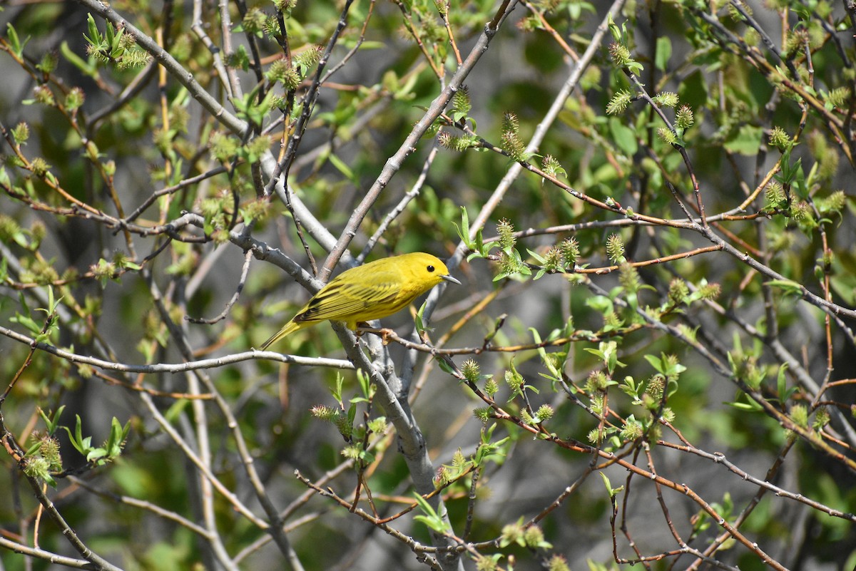 Yellow Warbler - Robin Fournier