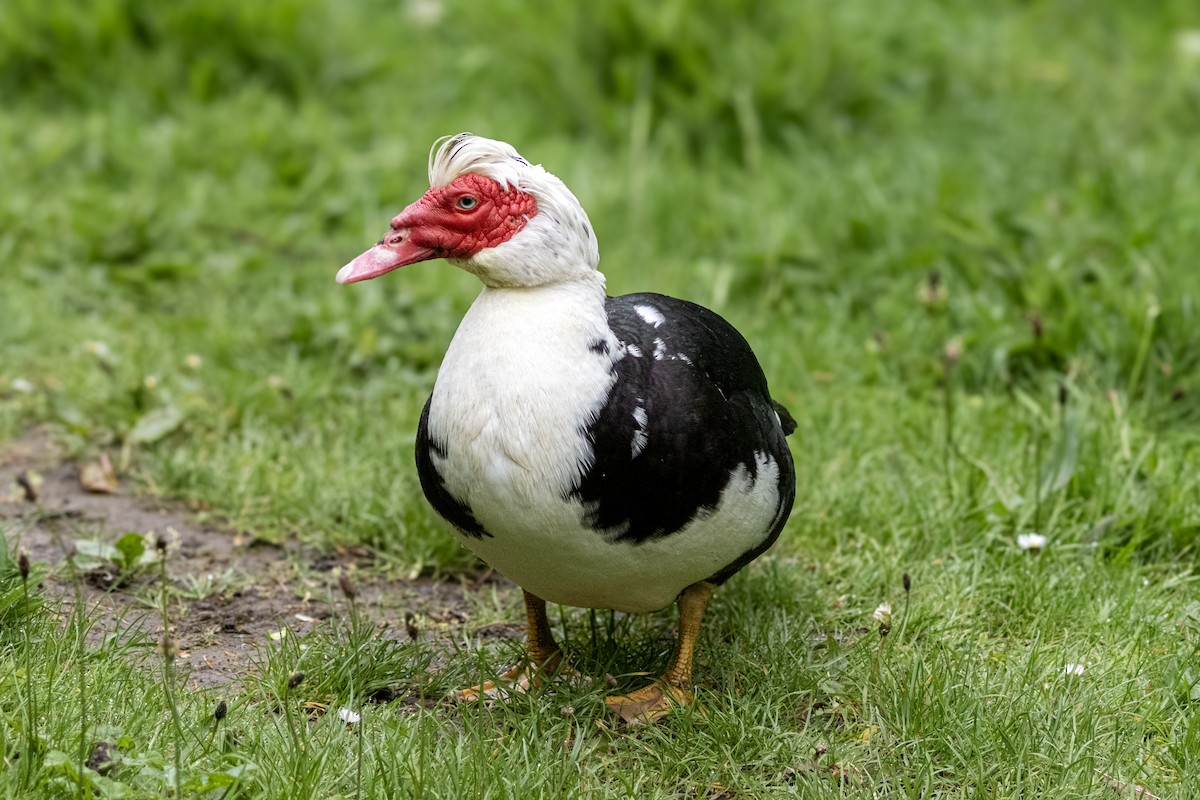 Muscovy Duck (Domestic type) - Richard Styles