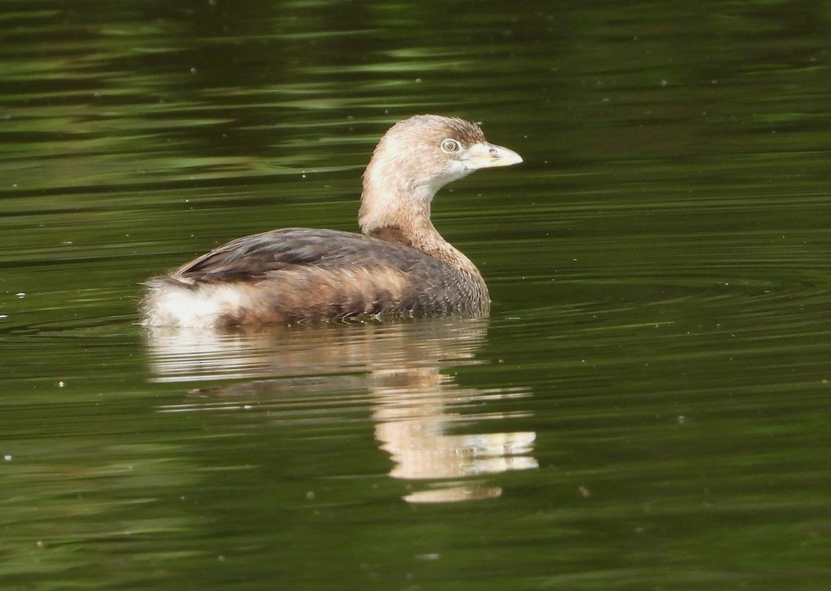 Pied-billed Grebe - Ed Kwater