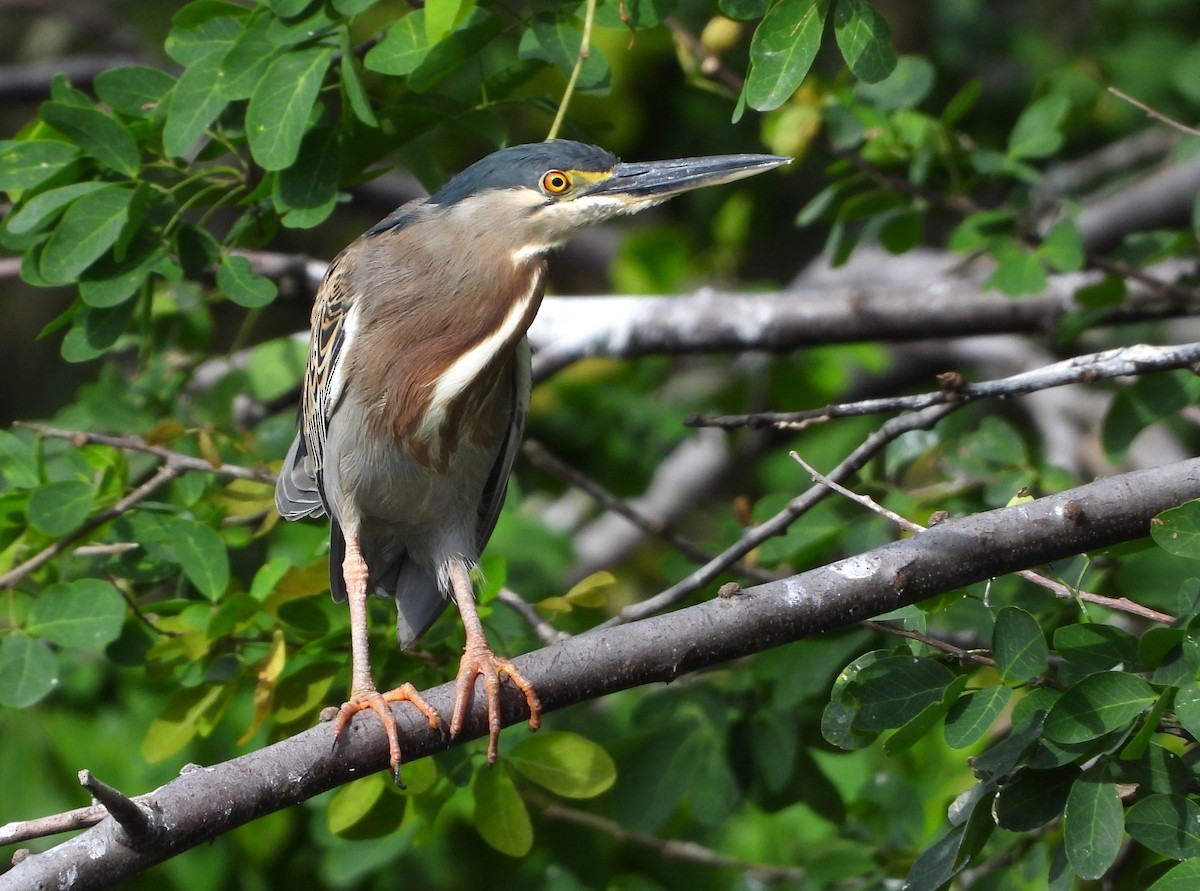 Striated Heron (South American) - ML619132024