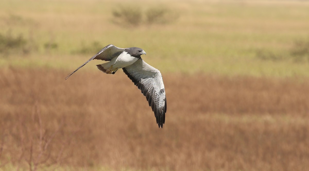 White-tailed Hawk - Richard Greenhalgh