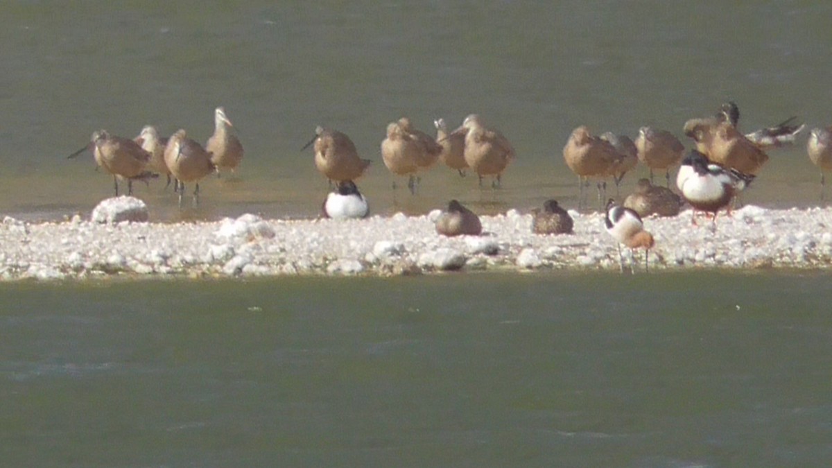 Marbled Godwit - Bernard Morris