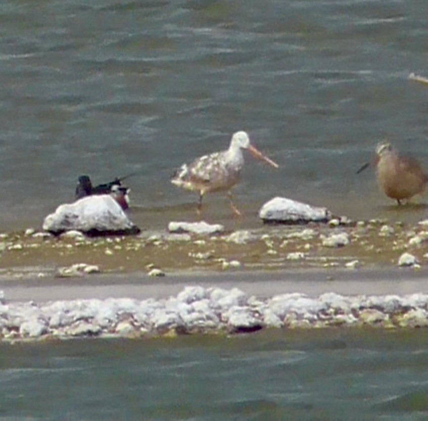 Marbled Godwit - Bernard Morris