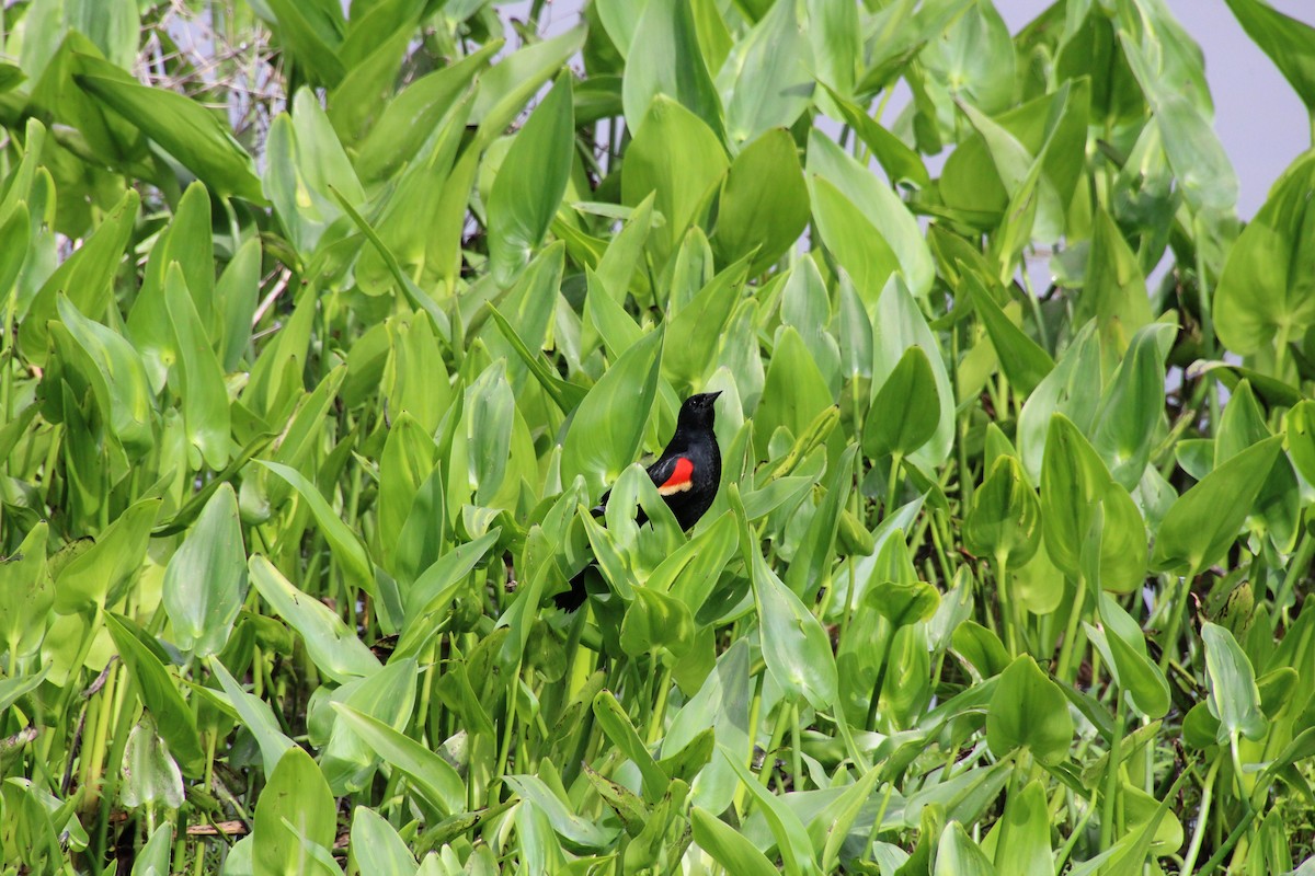 Red-winged Blackbird - ML619132072
