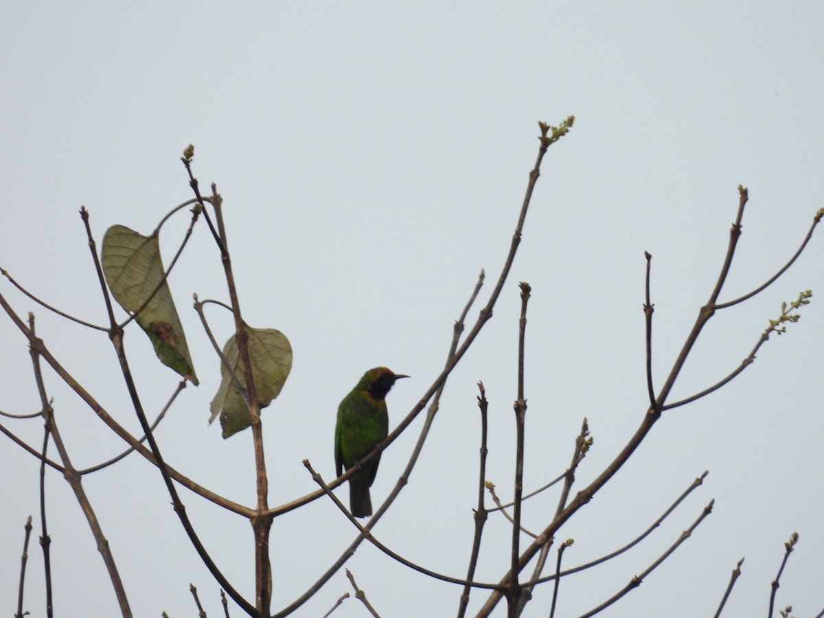 Golden-fronted Leafbird - Rahul Kumaresan