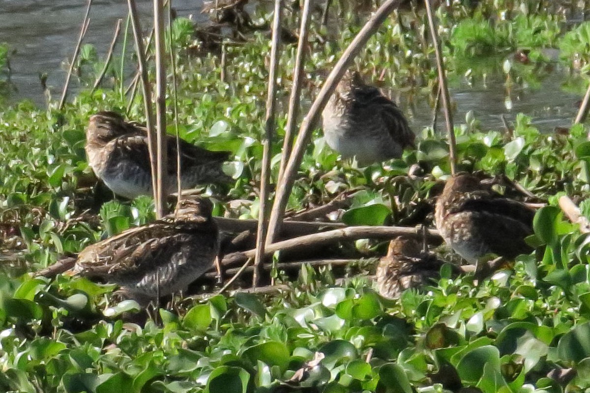 Wilson's Snipe - ML619132081