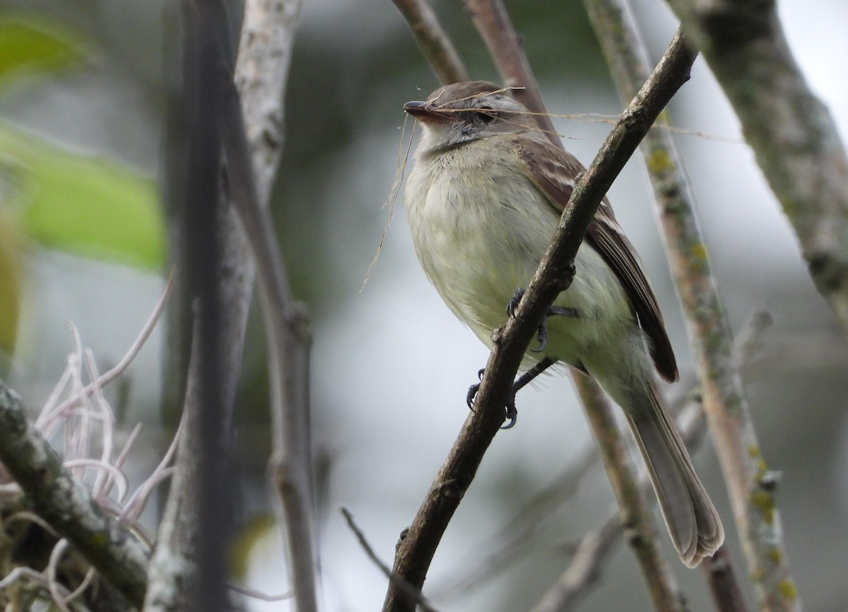 Northern Mouse-colored Tyrannulet - ML619132094