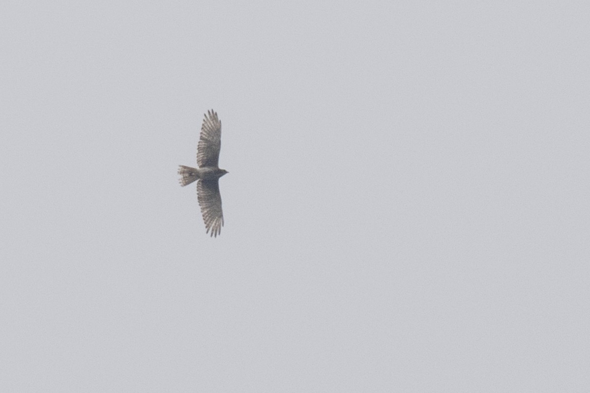 White-eyed Buzzard - Ramesh Shenai