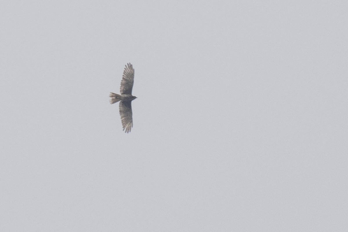 White-eyed Buzzard - Ramesh Shenai