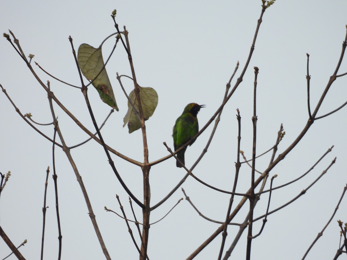 Golden-fronted Leafbird - Rahul Kumaresan
