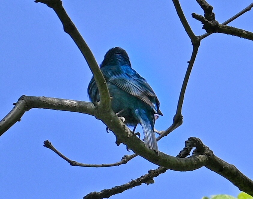 Indigo Bunting - Lisa Draper