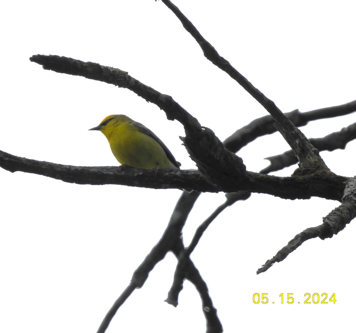 Blue-winged Warbler - Tracee Starner