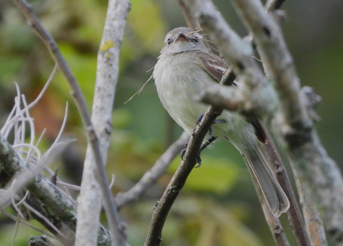 Northern Mouse-colored Tyrannulet - Ed Kwater