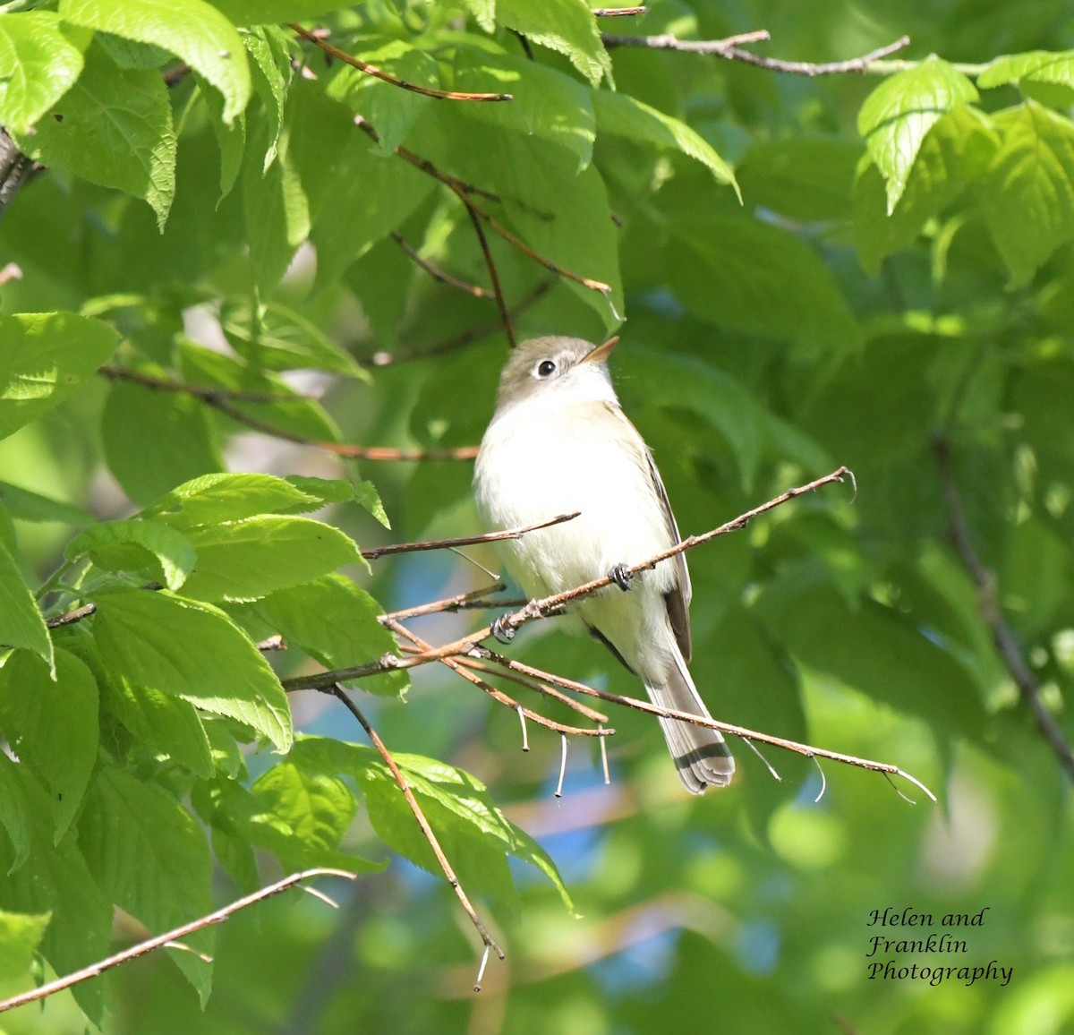 Least Flycatcher - Helen and Franklin Chow