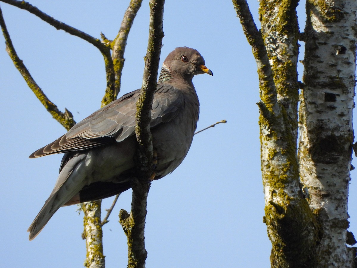 Band-tailed Pigeon - Justin Flint