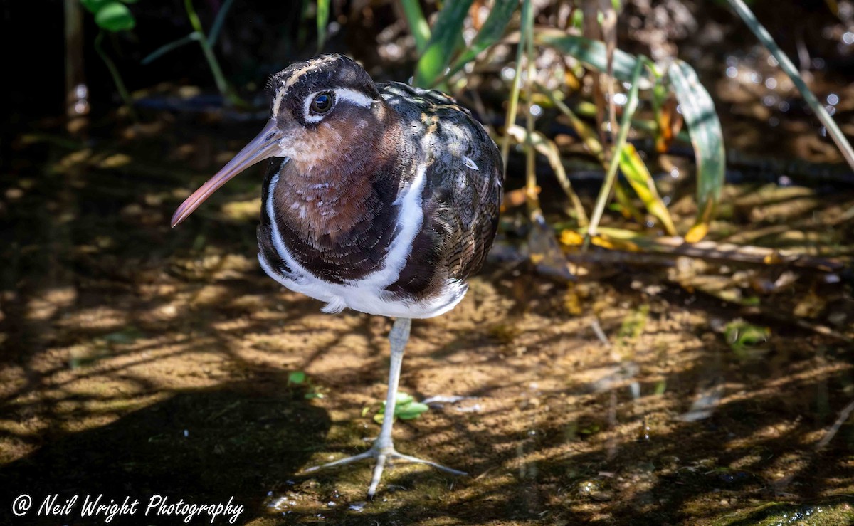 Greater Painted-Snipe - ML619132157