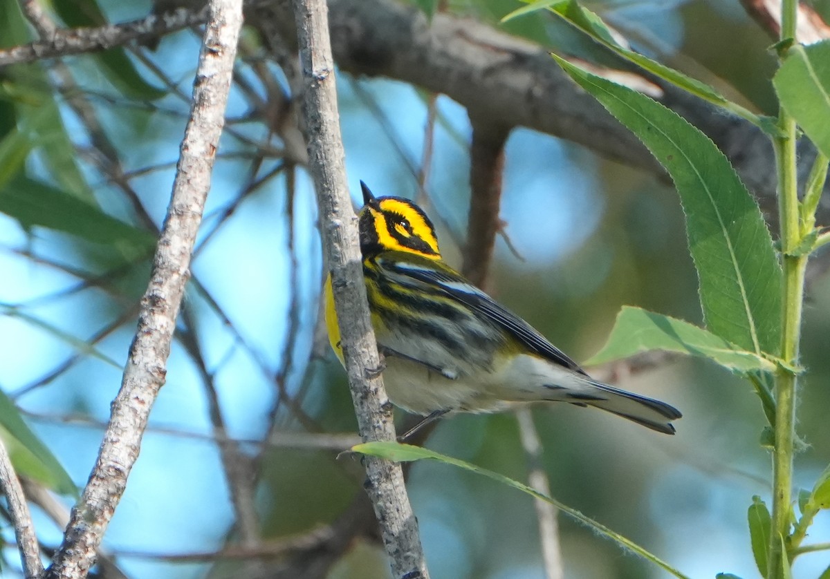 Townsend's Warbler - Jack Maynard