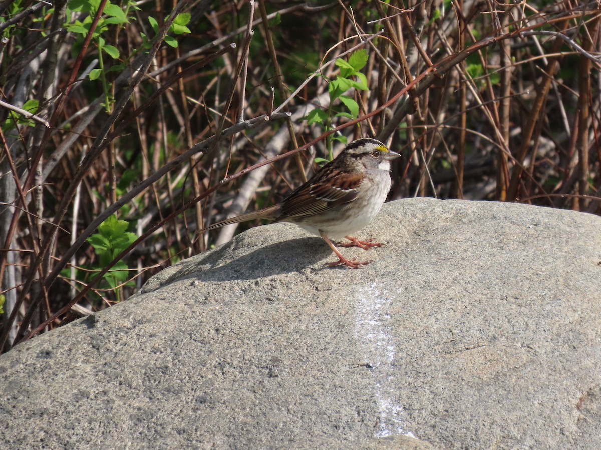White-throated Sparrow - Rhonda Langelaan