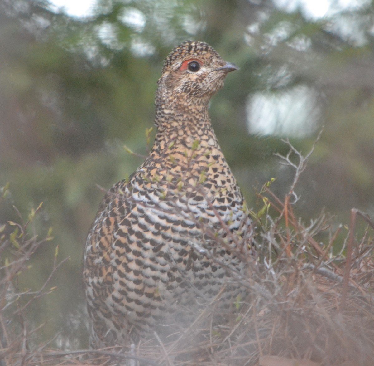 Spruce Grouse - Chris Tessaglia-Hymes