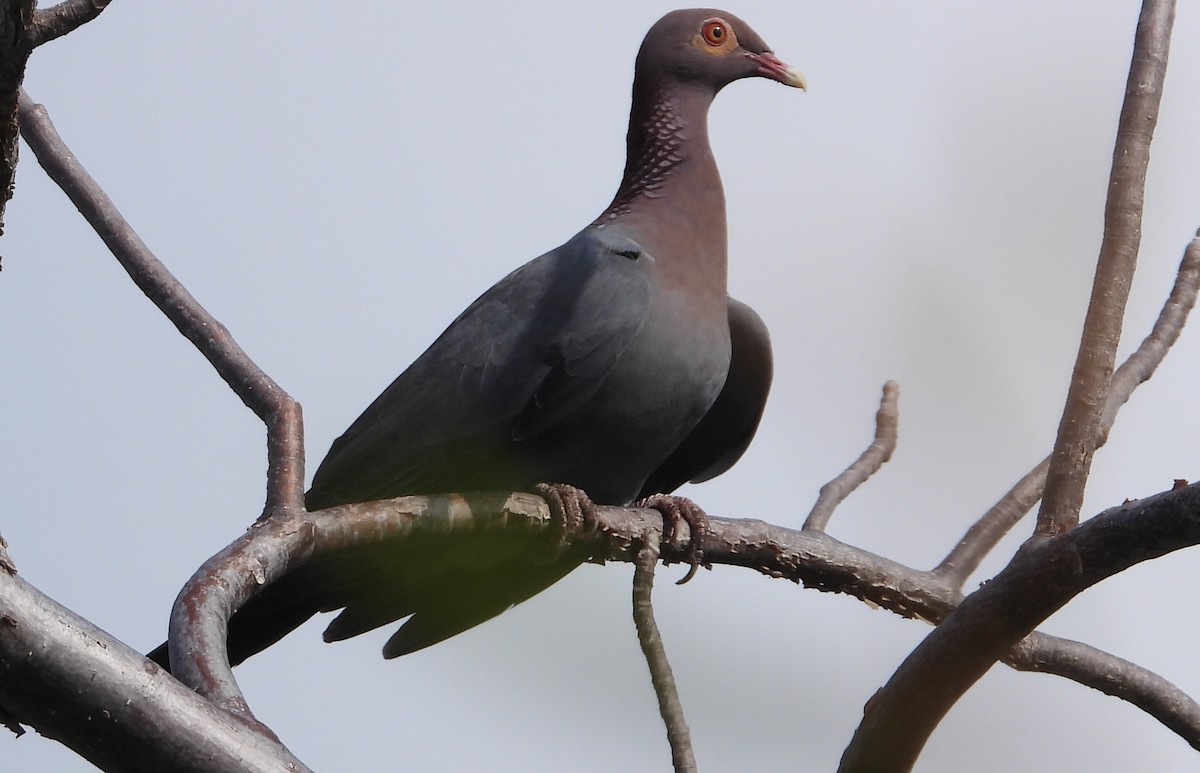 Scaly-naped Pigeon - Cisca  Rusch