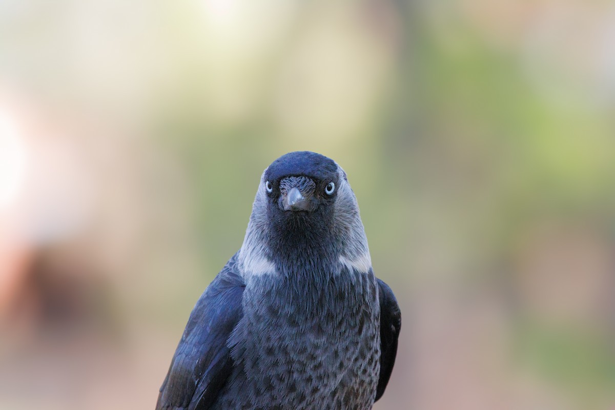 Eurasian Jackdaw - ML619132283