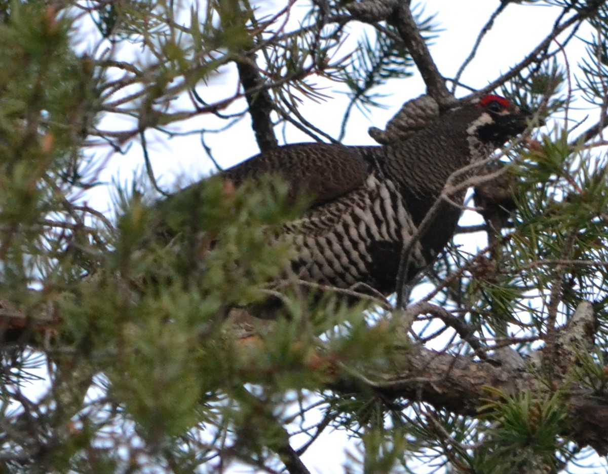 Spruce Grouse - Chris Tessaglia-Hymes