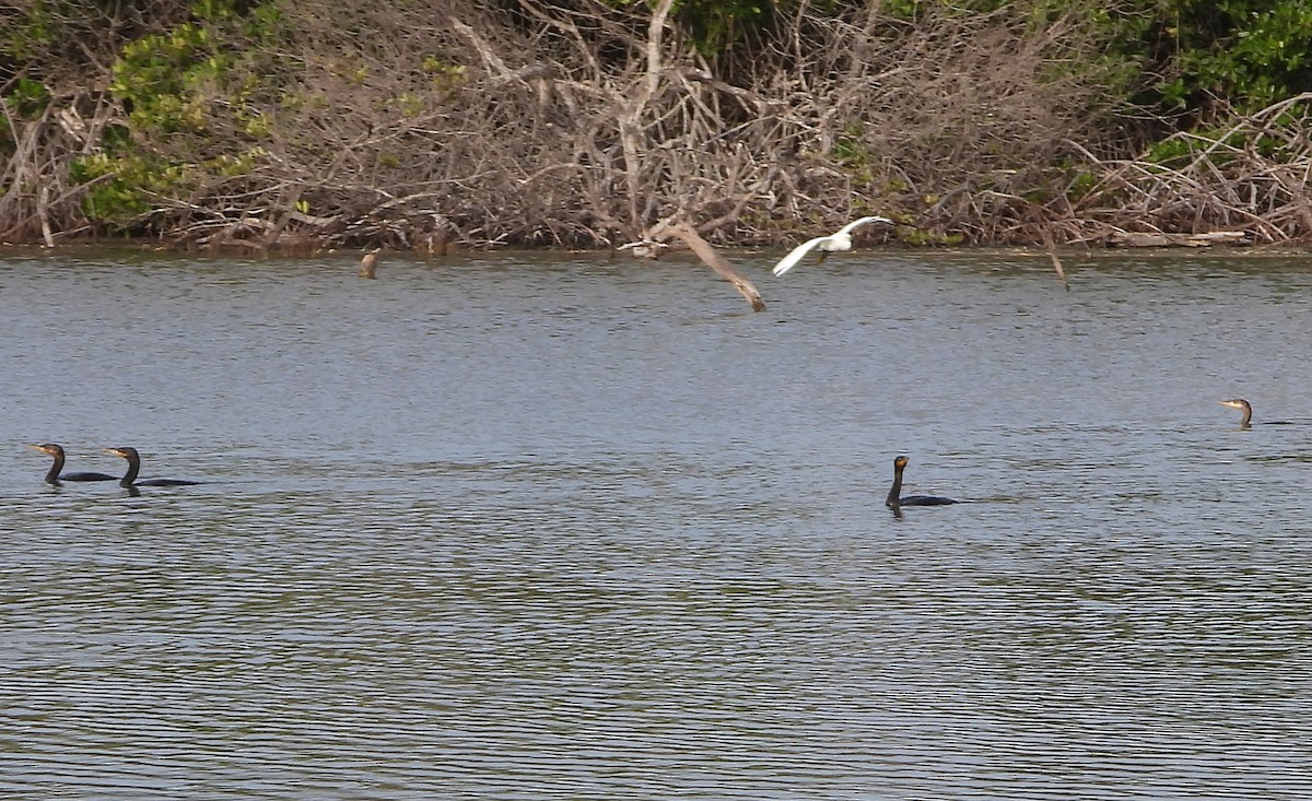 Neotropic Cormorant - Cisca  Rusch