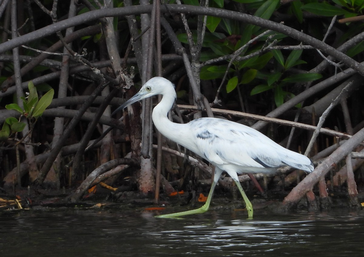 Little Blue Heron - Cisca  Rusch