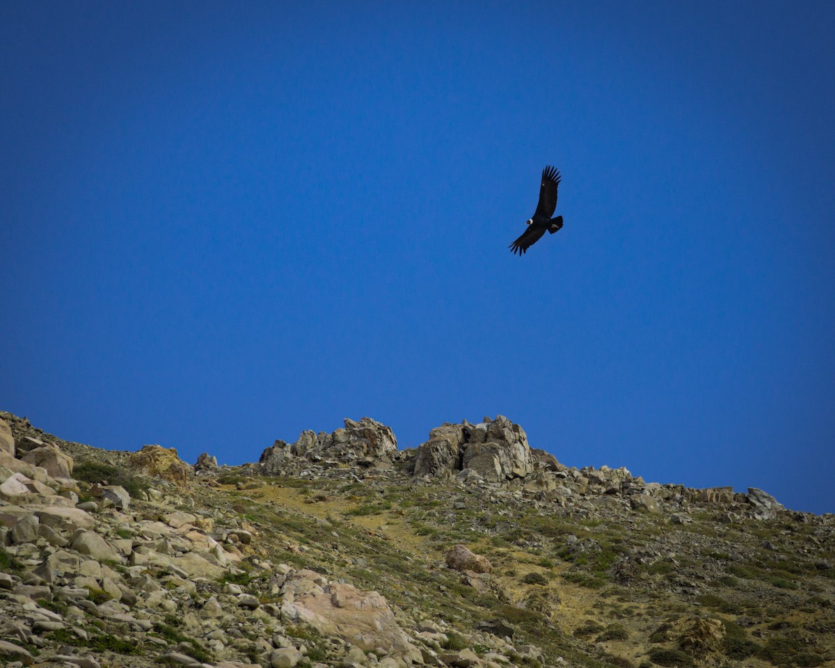 Andean Condor - Santiago Peirano