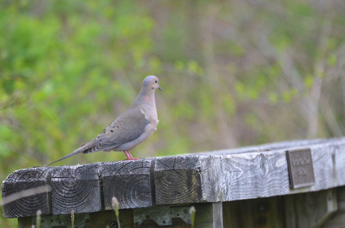 Mourning Dove - Richard Garrigus